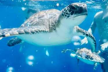 Wycieczka Miasto duchów, Famagusta, Salamina z rejsem na Blue Lagoon i zatokę żółwi z Ayia Napa