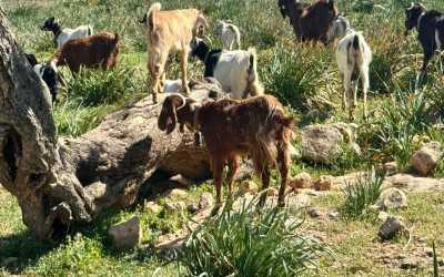 Wycieczka z Pafos do wąwozu Avakas Kanyon Mini Marathon