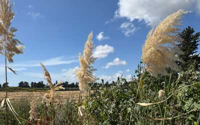 Wycieczka na plażę Skała Afrodyty z karmieniem osiołków z Pafos