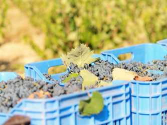 Wycieczka Szlakiem Cypryjskich Winnic - Kalamos Winiarnia