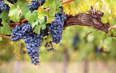 Wycieczka Szlakiem Cypryjskich Winnic - Kalamos Winiarnia