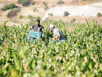 Wycieczka Szlakiem Cypryjskich Winnic - Kalamos Winiarnia